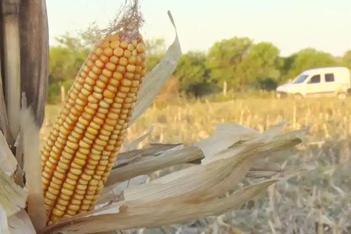 En Entre Ríos, se requieren  cosechar 4.900 kg/ha de maíz para cubrir los costos