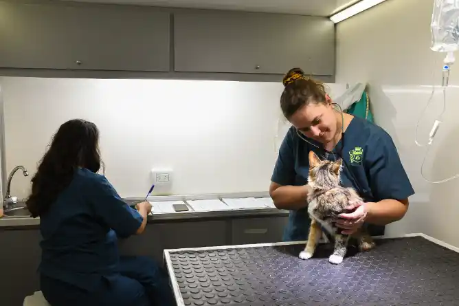 Castraciones de pequeños animales: El quirófano móvil llega al barrio La Noria