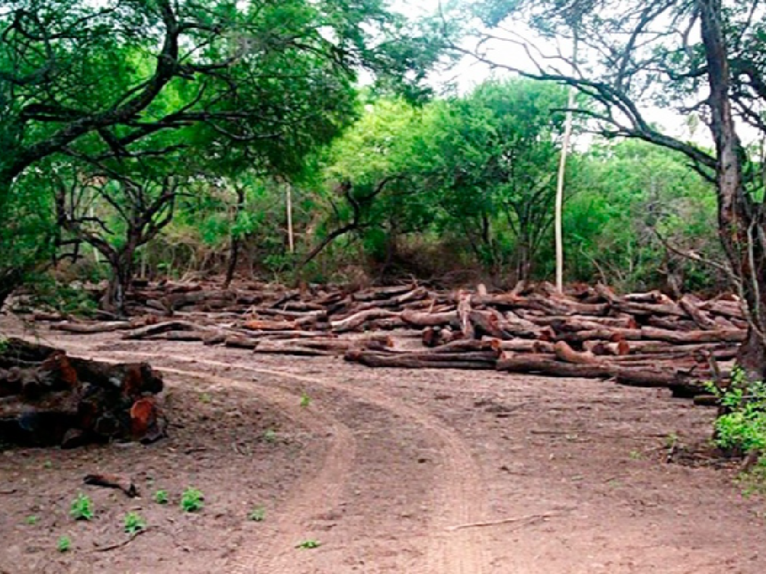 Enviarán un proyecto para modificar la ley de Bosques Nativos y fortalecer el PNMF