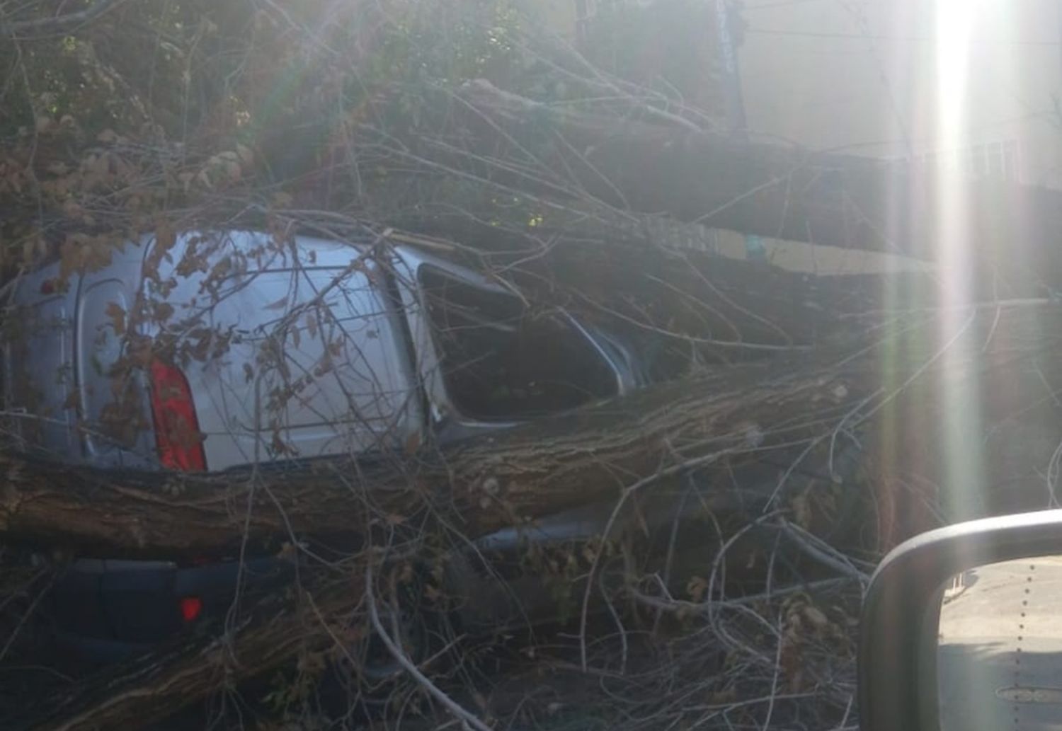 Vecinos de barrio Rucci reclaman al municipio por árboles caídos desde la tormenta del viernes