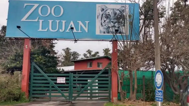 Una nueva oportunidad: 30 felinos del ex zoológico de Luján son trasladados a santuarios