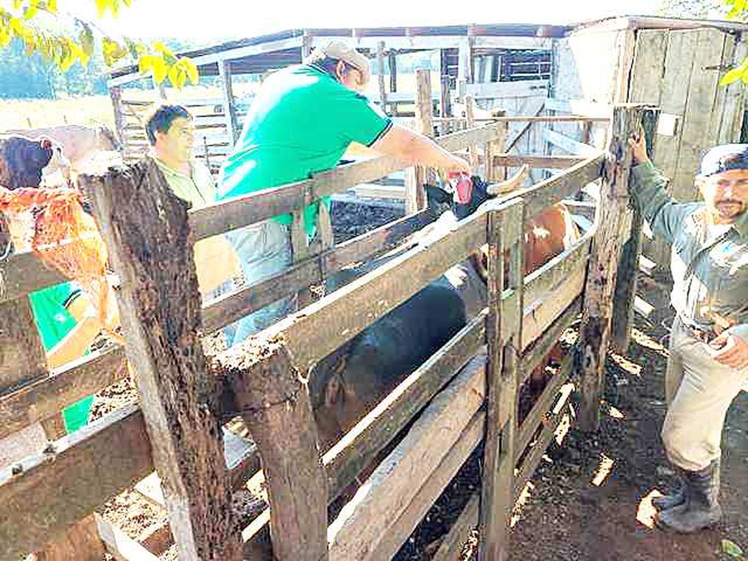 Jornada sanitaria en rodeos lecheros de Pirané