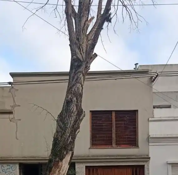 Reclamos vecinales sobre un árbol con “cara de malo” en La Plata