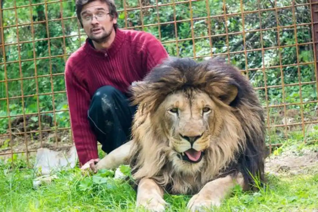 Murió devorado por un león que cuidaba en el patio de su casa