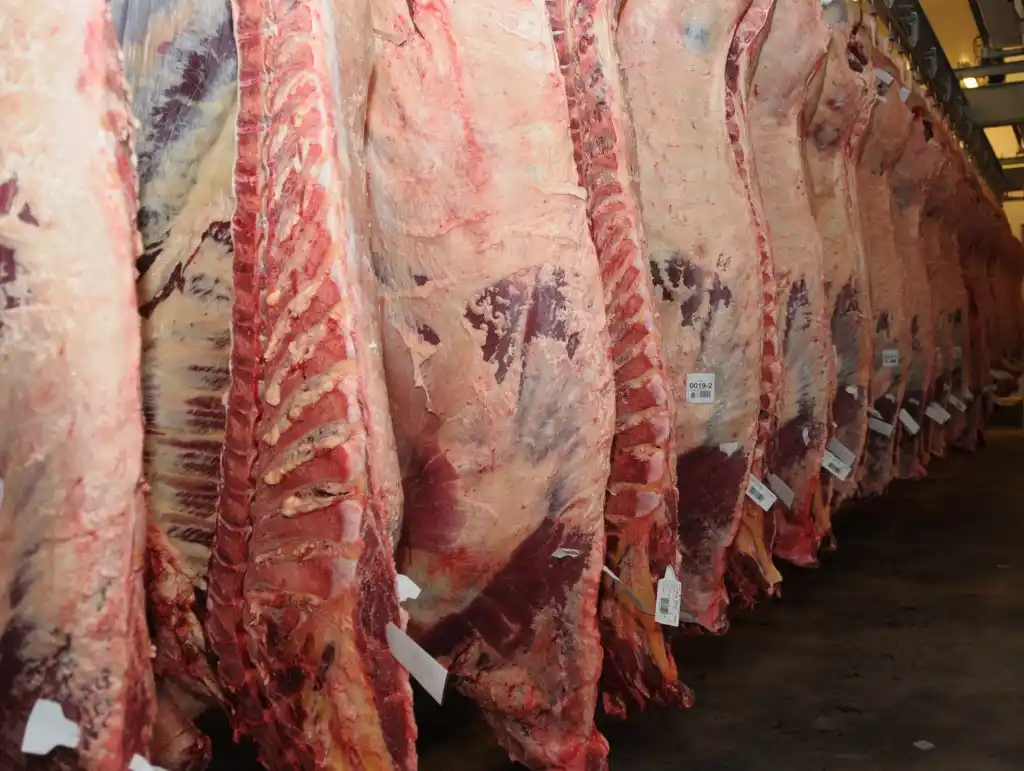 Trabajadores de la carne comienzan a trabajar a reglamento