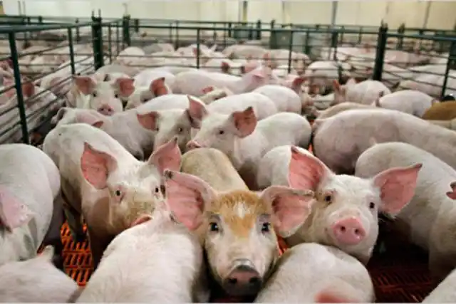 Argentina concretó la primera exportación de carne porcina con destino a China
