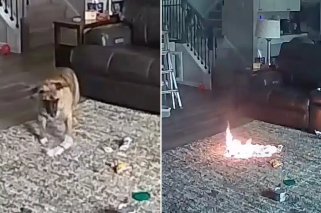 El animal masticó la batería. (Foto: captura de video)