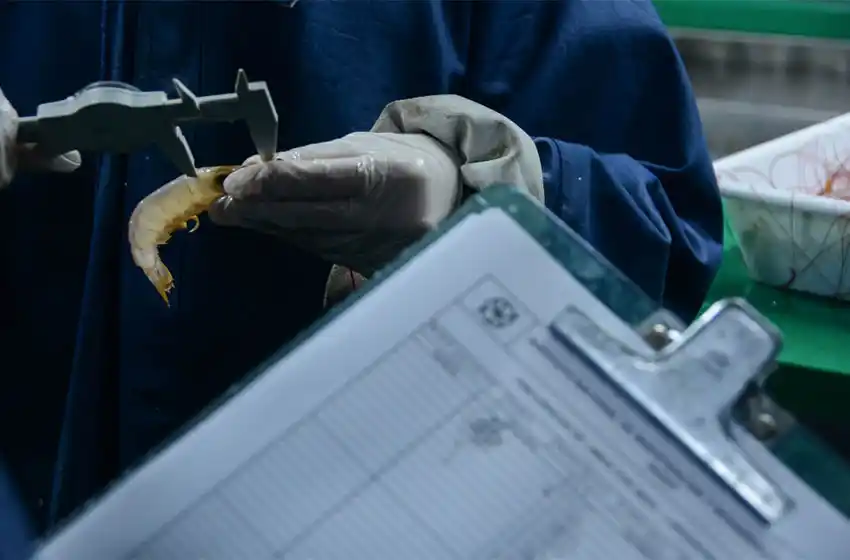 Nuevamente en marcha la prospección de langostino