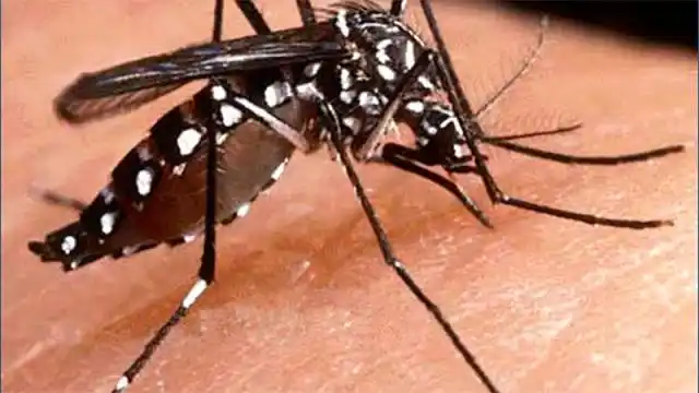 Se confirmó el primer caso de dengue en la ciudad de Santa Fe