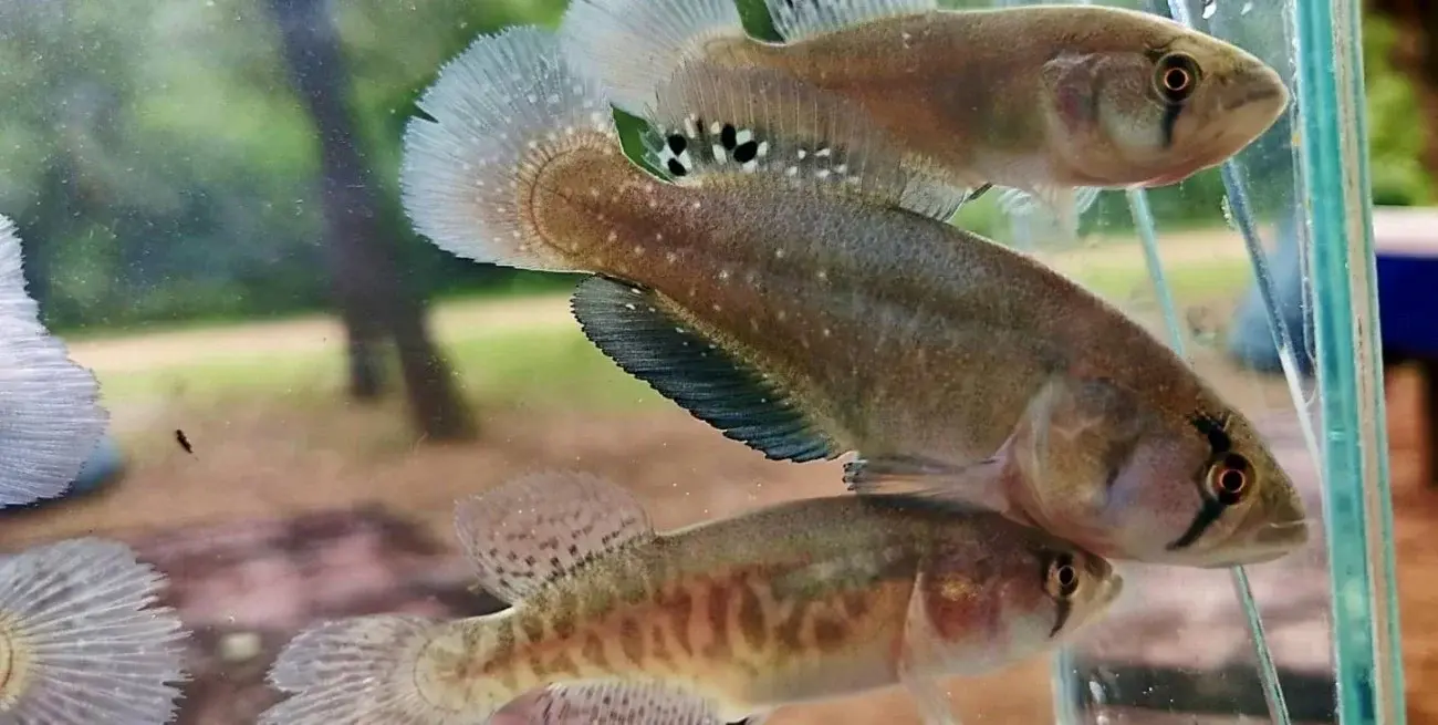 Inesperado: descubrieron en Chaco una especie de pez adaptada a sobrevivir a la sequía
