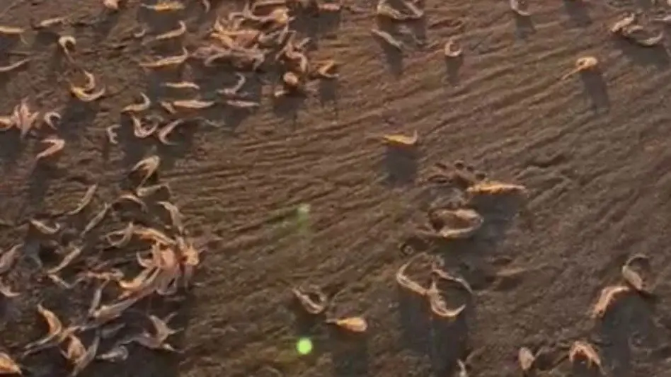 Inidep confirmó por qué la arribazón de peisos petrunkevetchi en Playa Grande
