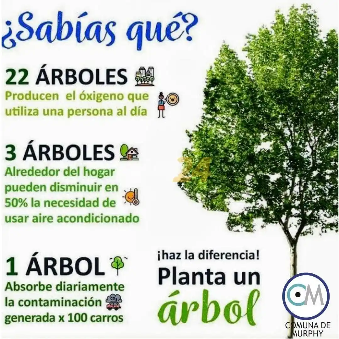 Murphy: piden a la población no podar árboles de espacios públicos