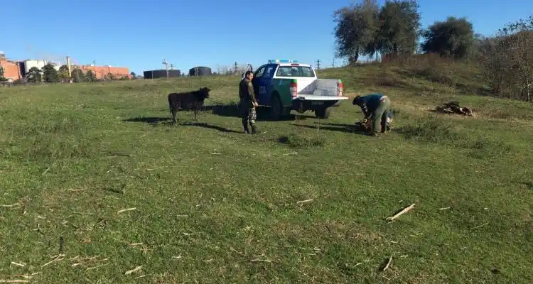 Robo de ganado: recuperaron tres terneros en La Tosquera