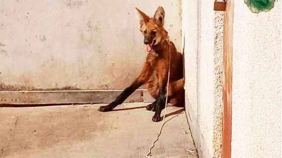 Vecinos de dos localidades hallaron dos aguará guazú en los patios de sus casas