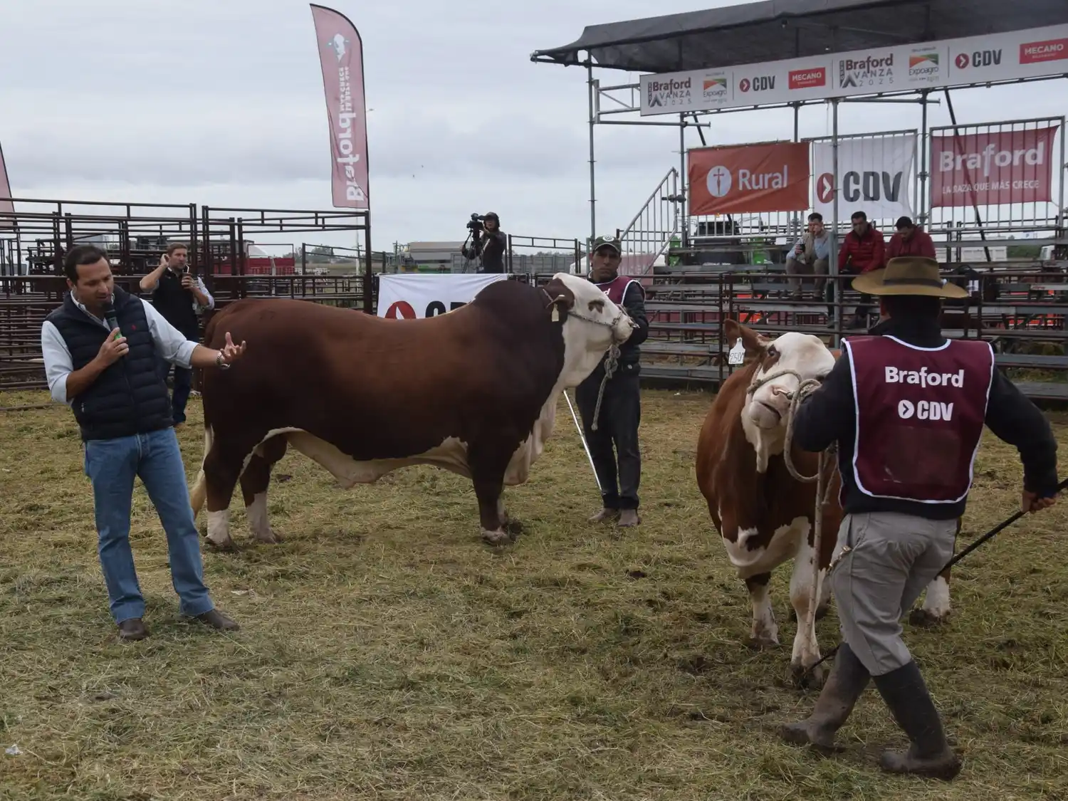 Braford Avanza una expo ganadera dentro de EXPOAGRO 2025