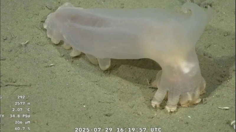Uno de los seres descubiertos y visto en vivo en el fondo del mar.
