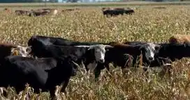 Por el clima, la producción está viviendo de las reservas