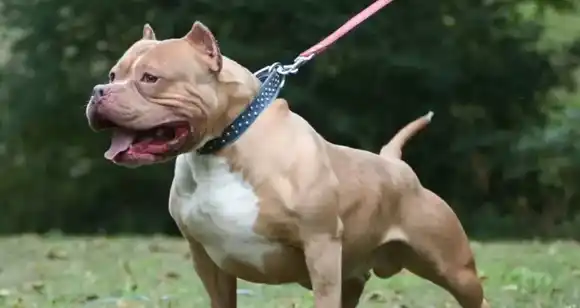 Un pitbull atacó a una niña de cuatro años y le provocó heridas graves en el rostro