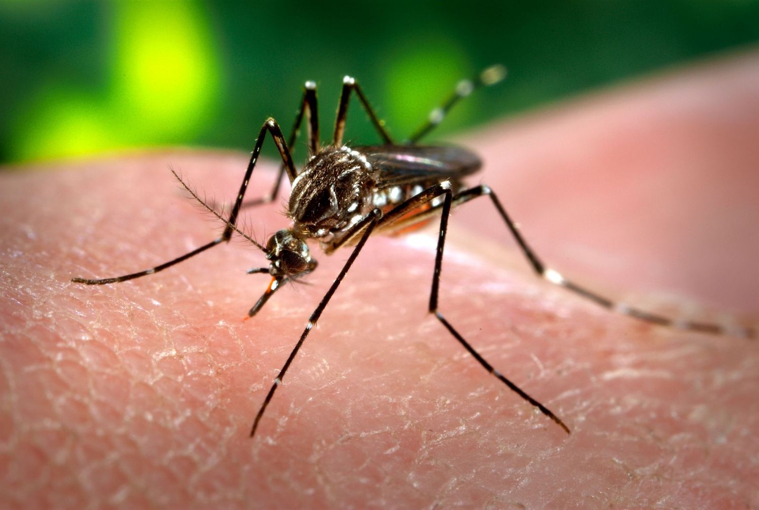 Dengue en la Provincia