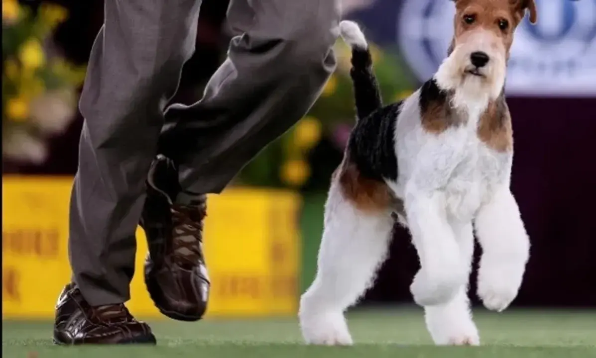 Un fox terrier fue elegido como el mejor perro del mundo