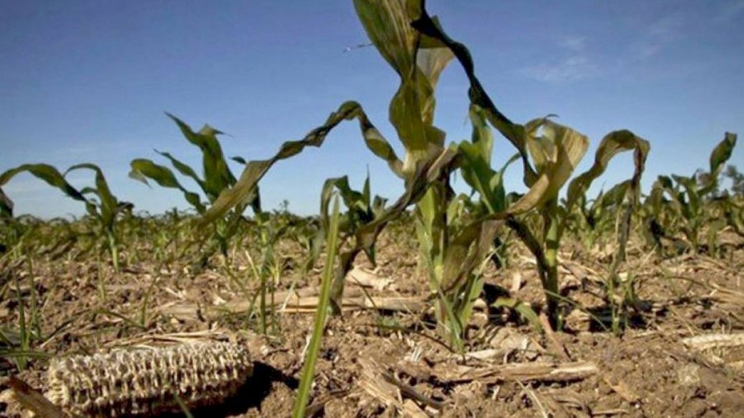 Para los agrarios federados, esta campaña es la más crítica de los últimos 50 años.