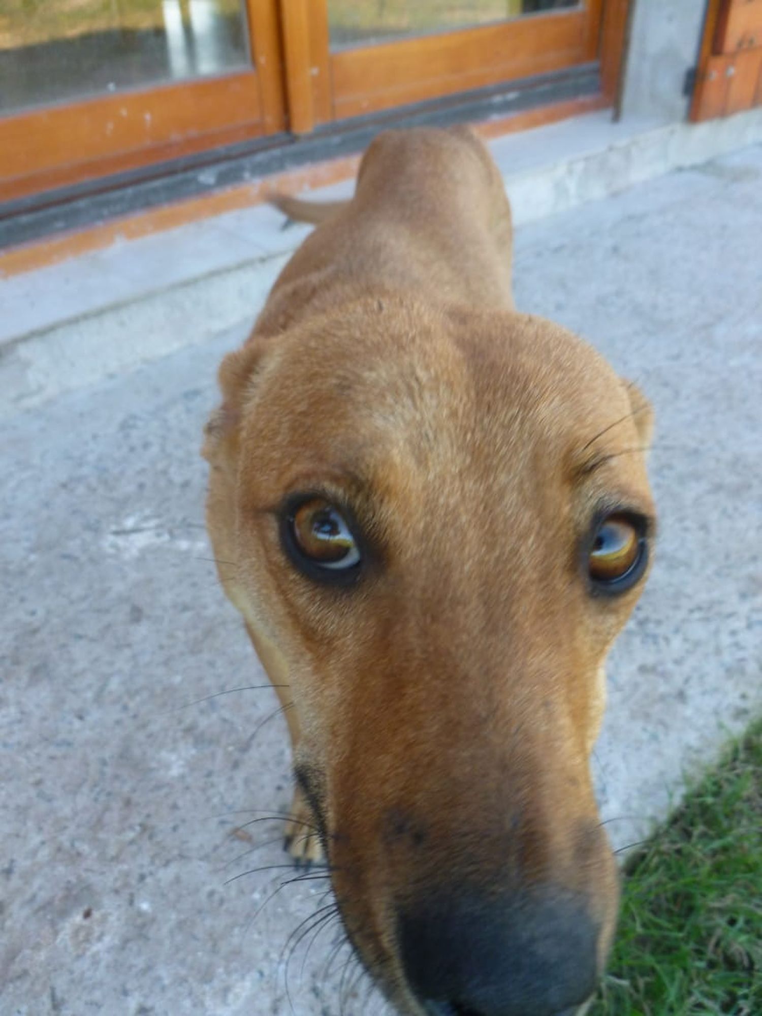 Denunciaron a un cuidador rural por matar a un perro de un escopetazo