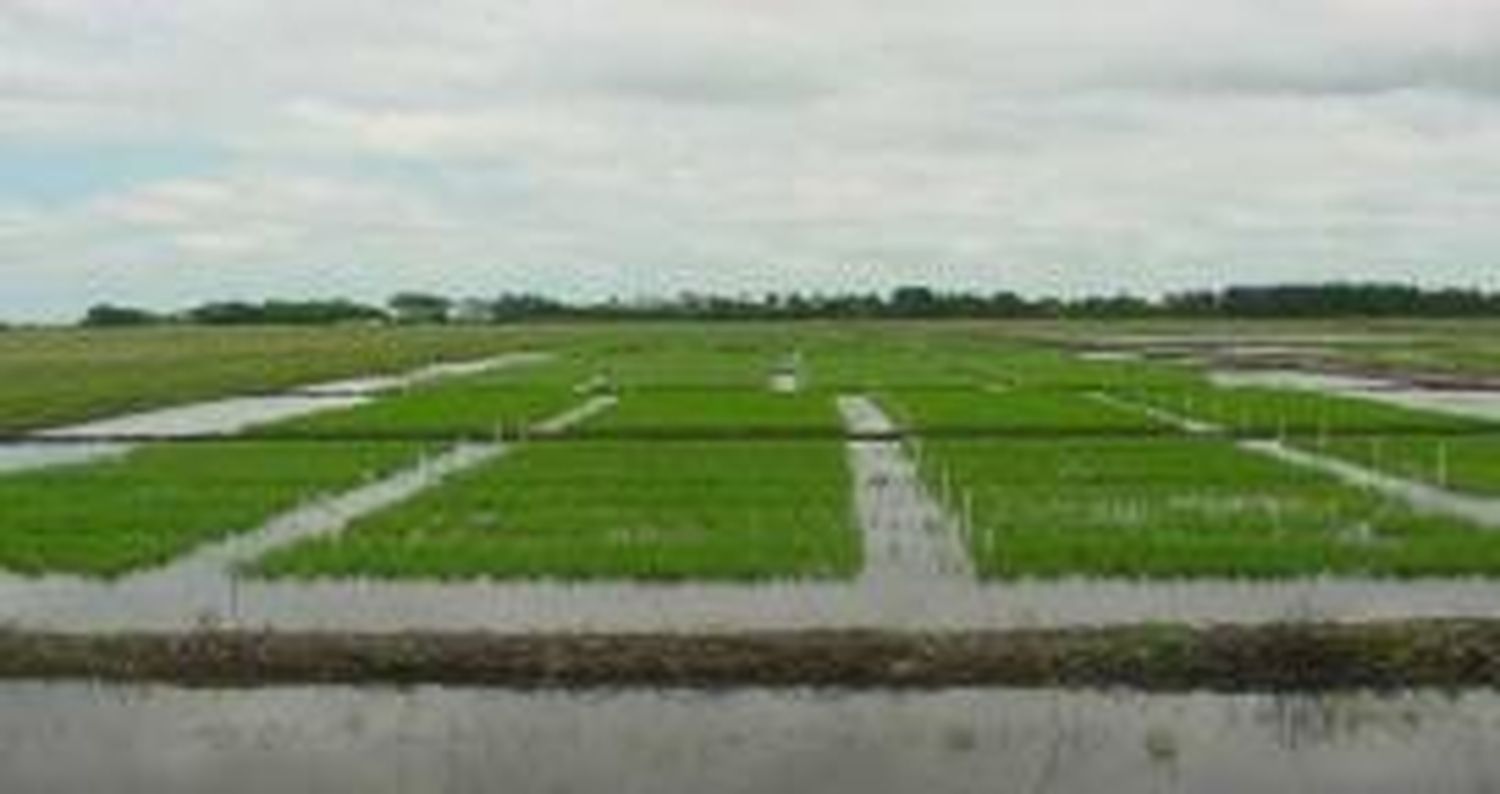 Estiman que la siembra de arroz caerá un 10% esta campaña en el Litoral