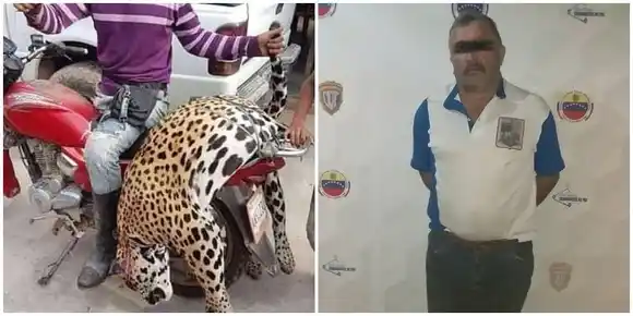 Por matar a un jaguar encarcelan a un ganadero en Barinas