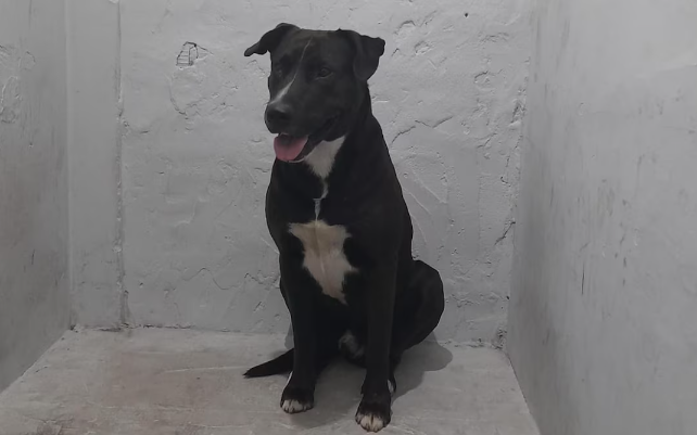 perro