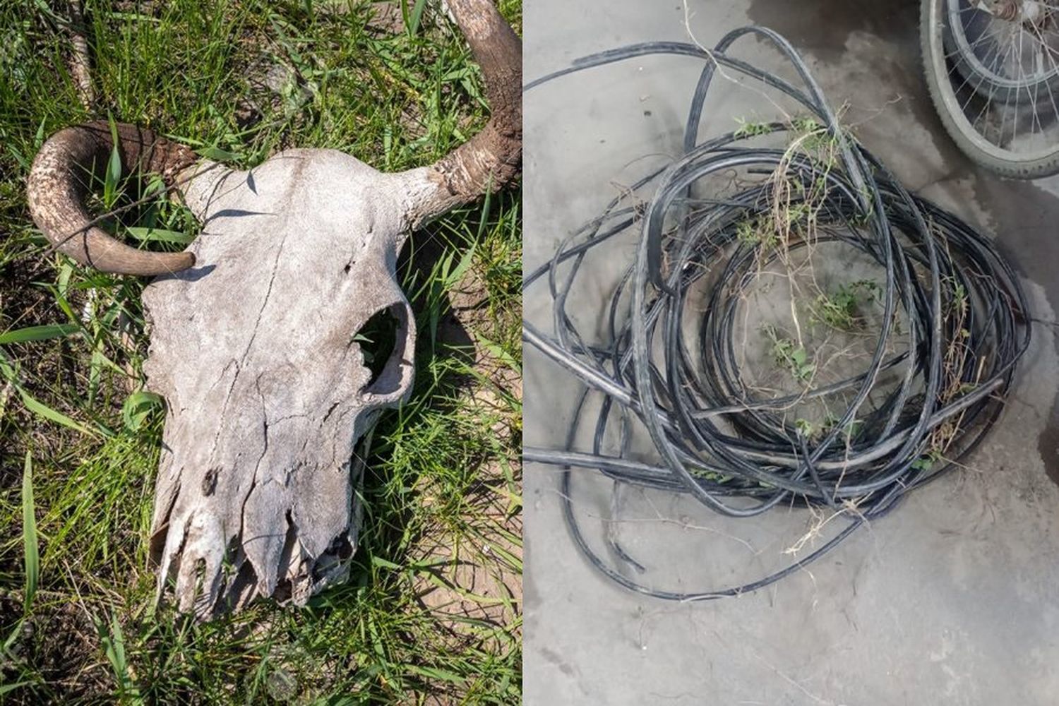 Con un cable y un cráneo de vaca, improvisó una rústica boleadora y atacó a la policía