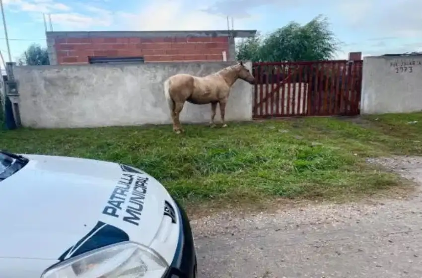 La aparición de caballos sueltos por las calles de la ciudad es cada vez más constante.