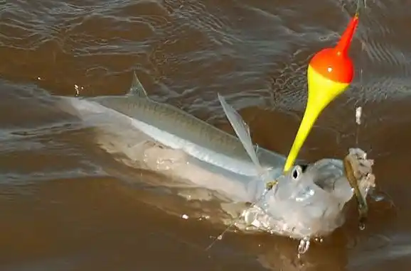 Se disputó la primera fecha del campeonato de pesca de pejerrey