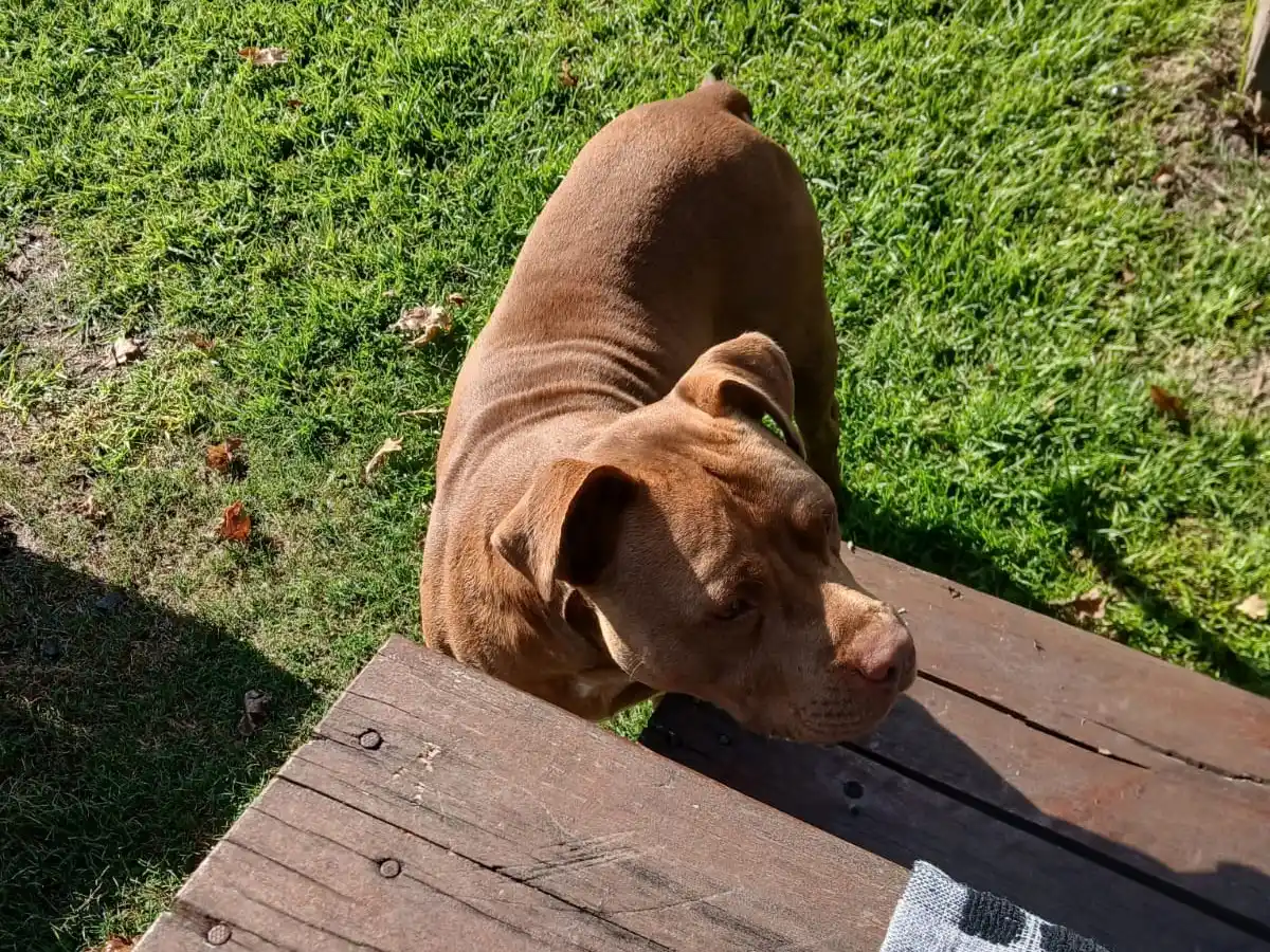 Encontraron a un perrito en el Patio Gastronómico