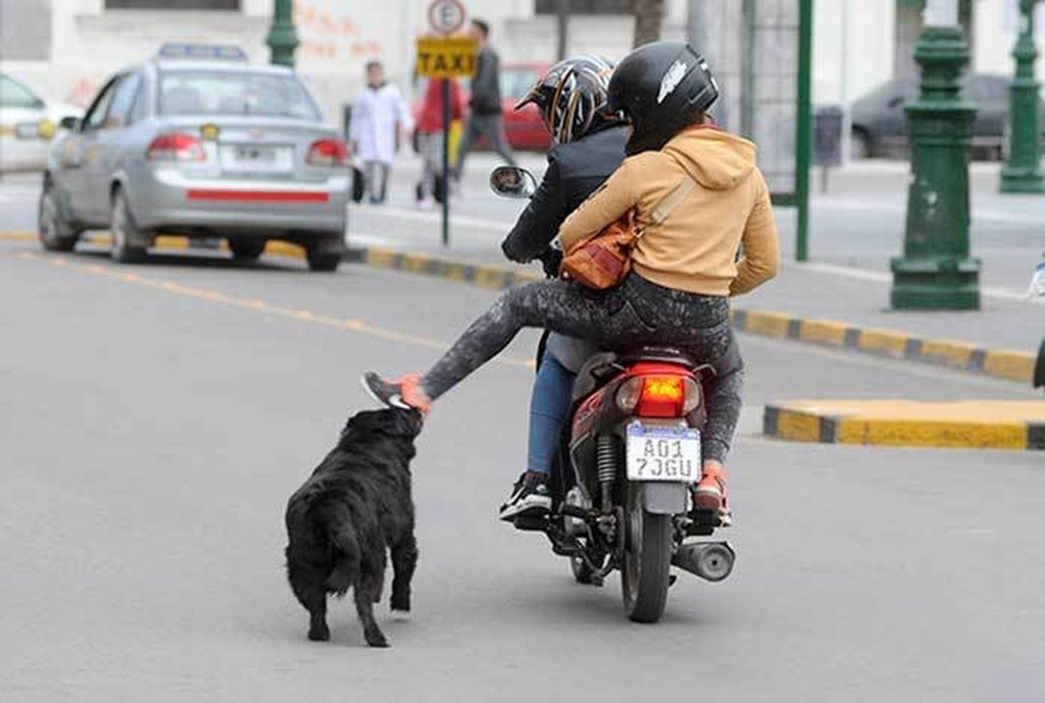 Piden que se actúe ante un perro que ataca a las personas y sigue suelto