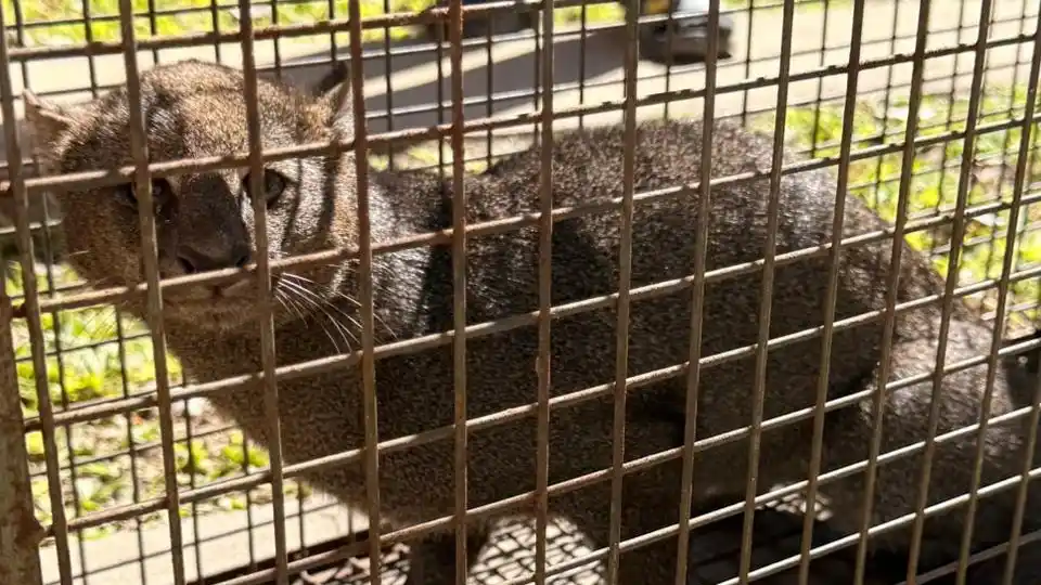 Rescatan un yaguarundí que apareció en una vivienda de la ciudad