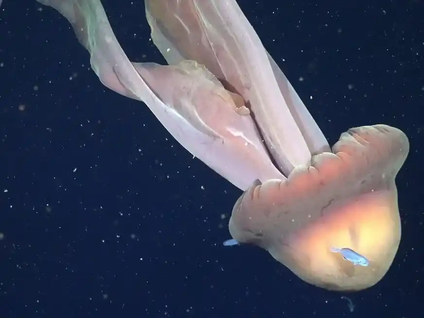 Una medusa gigante fue hallada en el Mar Argentino.