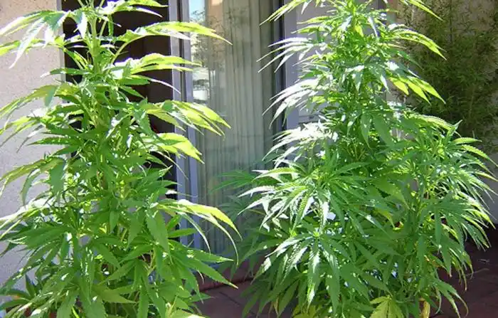 Llamó a la Policía, se olvidó que tenía plantas de marihuana y terminó preso