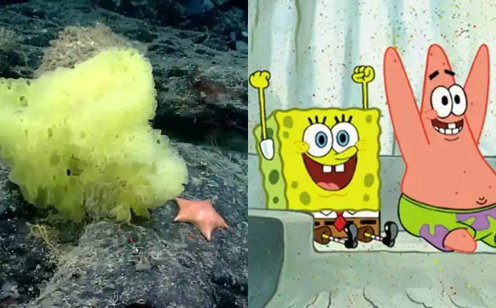 Bob esponja
