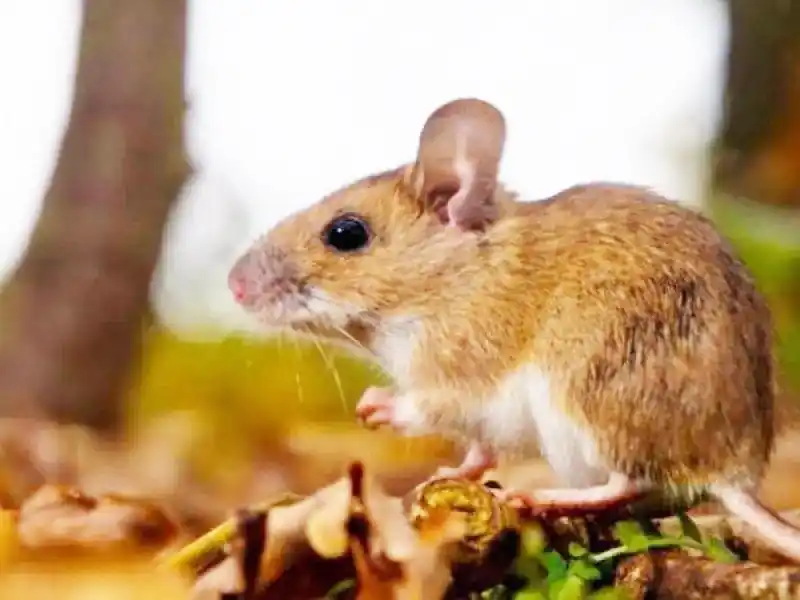 Hantavirus: La provincia registra la mayor incidencia del país y la letalidad ya alcanzó el 50%