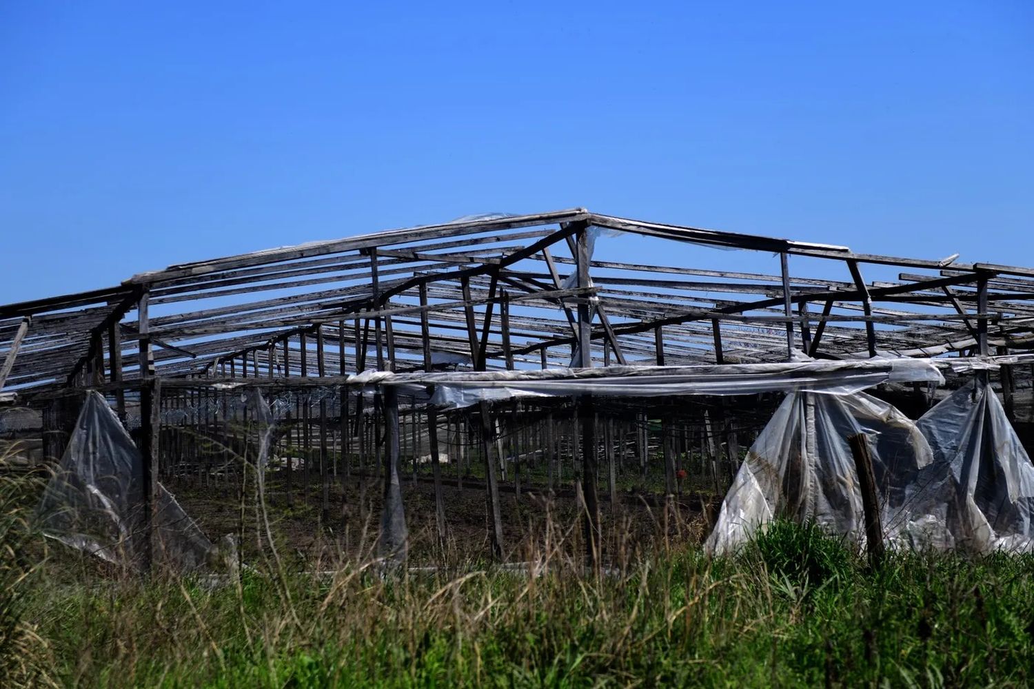 Quinteros de La Plata: "La tormenta destruyó nuestras producciones y gran parte de nuestras esperanzas"