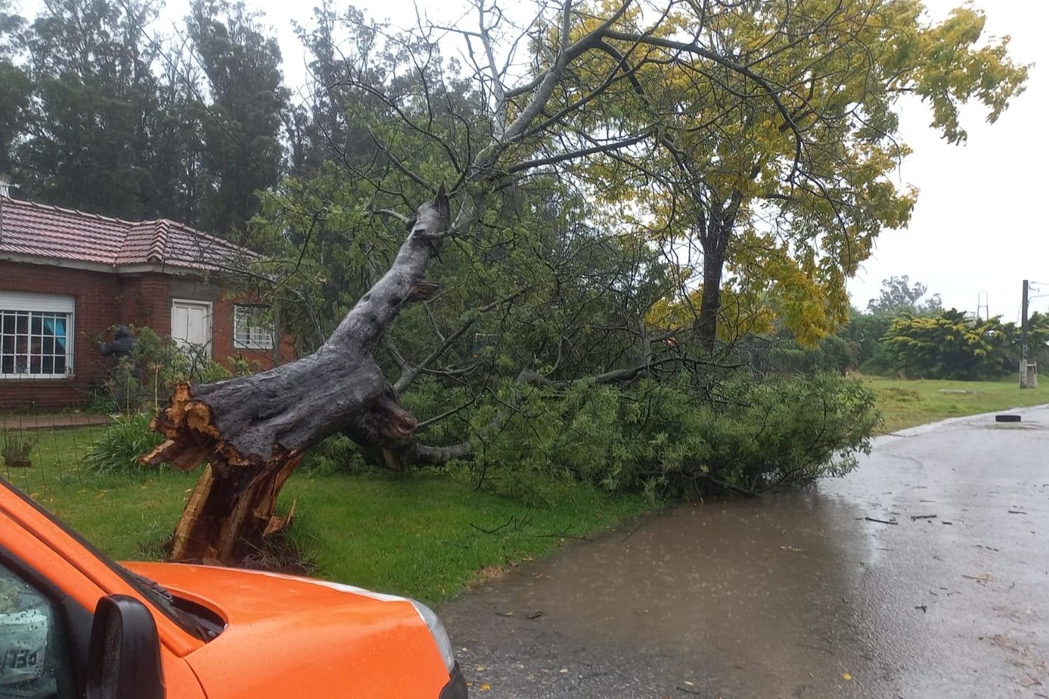 El viento que todo empuja: árboles y carteles caídos por el temporal