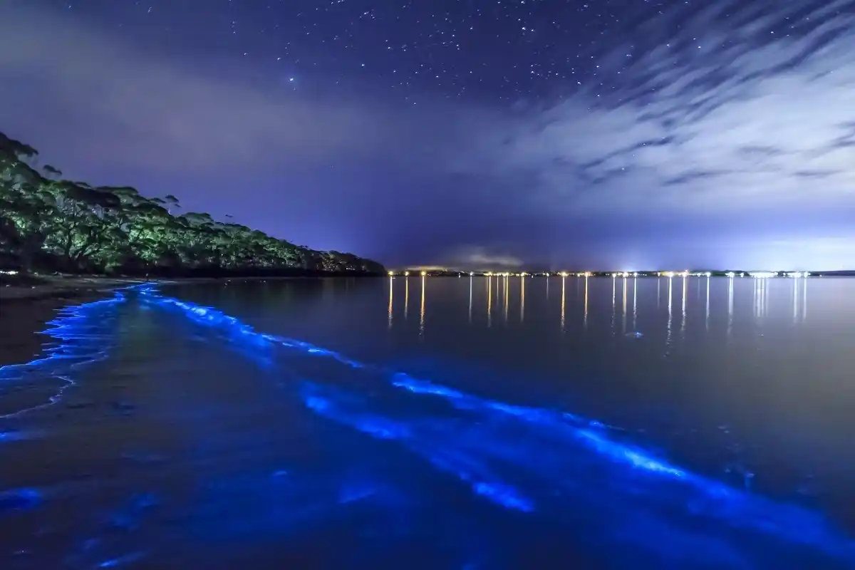 Bioluminiscencia en aguas australes.