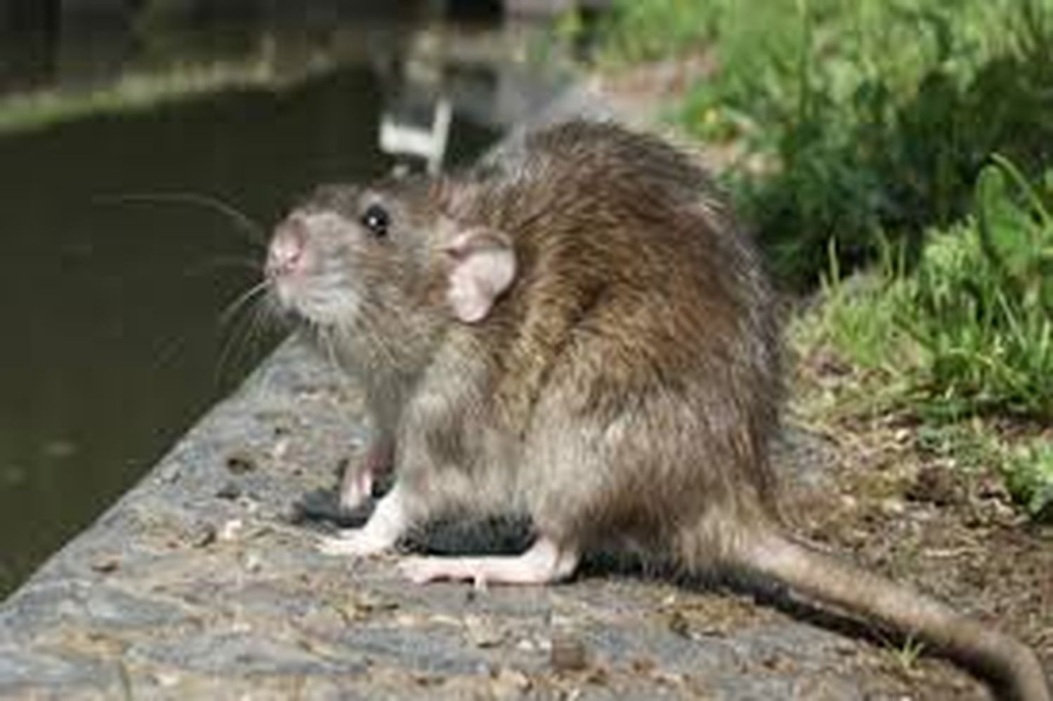 La CPM denunció que caso de hantavirus en cárcel de Magdalena se debió a las malas condiciones de higiene