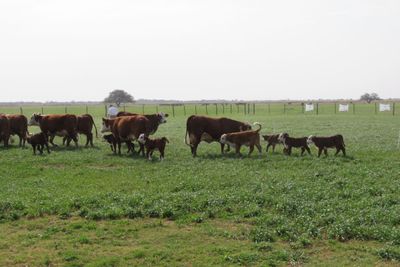 El clima vuelve a desafiar a la campaña agrícola