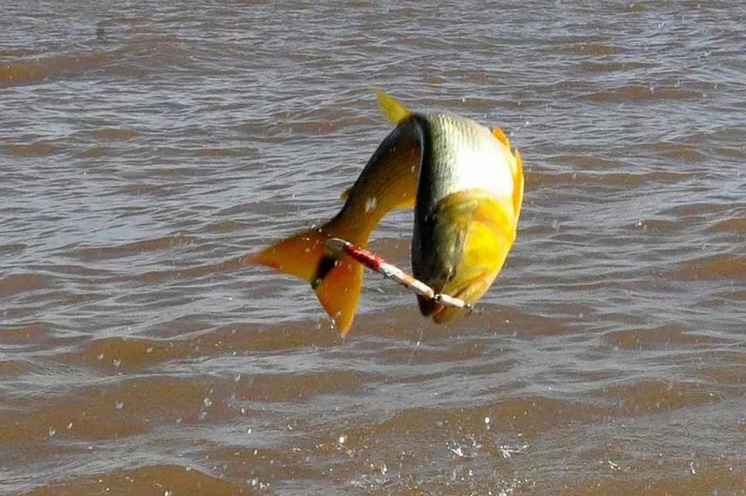 Ya rige la prohibición de pescar el dorado en Entre Ríos: cuáles son las excepciones y las multas