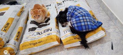 Priscila Lining y su iniciativa solidaria: colchoncitos reciclados para mascotas que abrigan corazones