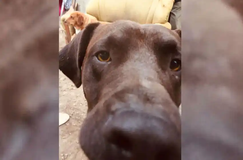 Tras pelea entre perros, le rompe los vidrios de la casa y le apuñala el animal