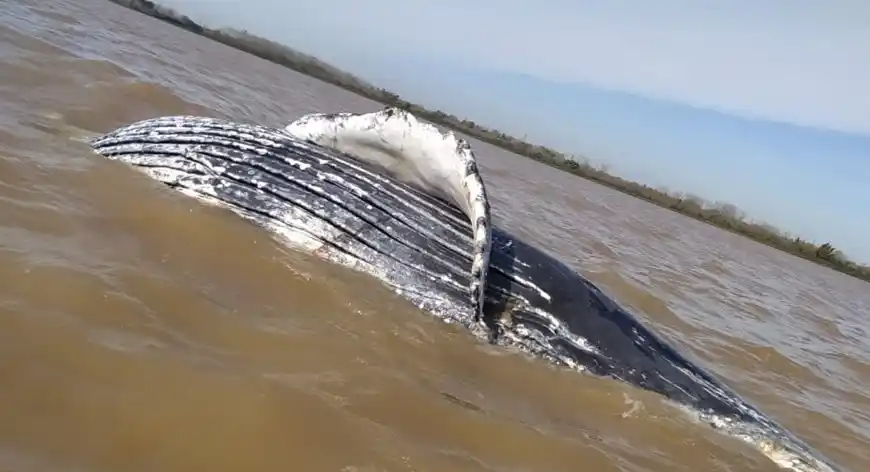 Video: Hallaron ballena muerta flotando en Punta Lara