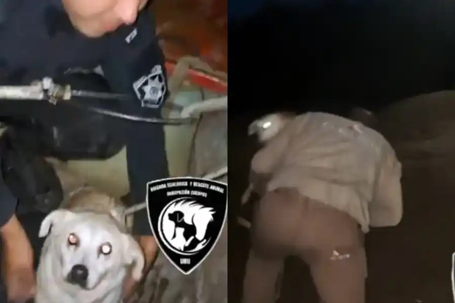Rescataron a Dulce, un perro que cayó por la barranca del Saladillo
