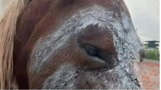 La yegua tobiana colorada conocida como Gorda continúa su proceso de recuperación
